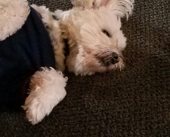 Meet your Posher, Matthew - Picture 1 of 1